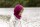 Strunzl orchidee