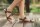Barefoot Sandale Flexi olive - 42