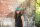 Cap green slate UV80