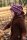 Dufflecoat Wolle/BW braun