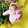 Blumenfee Frottee 18 cm rosa