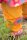 Wendehose Cord Blumen/gold-gelb