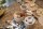 Set Wild 12 Tiere