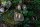 Set Wild 12 Tiere