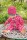 Overall wasserabweisend raspberry