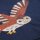 Adventure Embroidered Shirt Indigo/Owl - 98/104