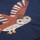Adventure Embroidered Shirt Indigo/Owl - 104/110