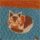 Katze