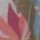 Blumen bunt