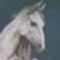 Pferd