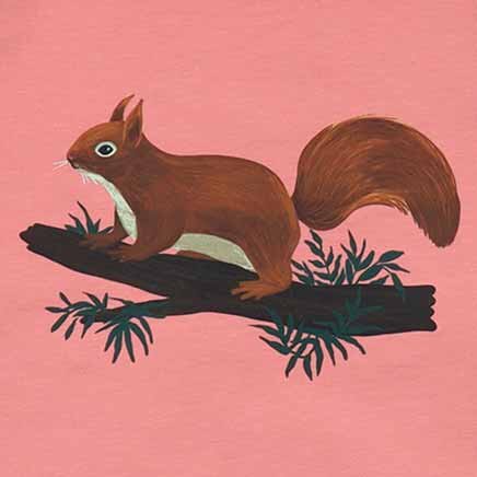 Eichhörnchen