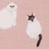 Katze