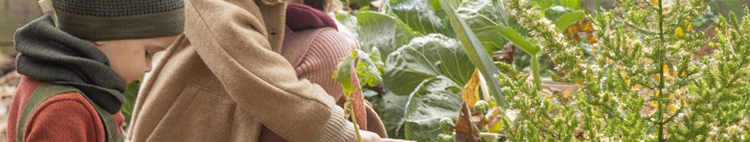 banner-disana2.jpg